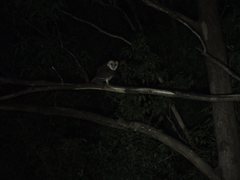 Tyto novaehollandiae