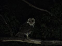 Tyto novaehollandiae