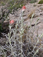 Castilleja lanata