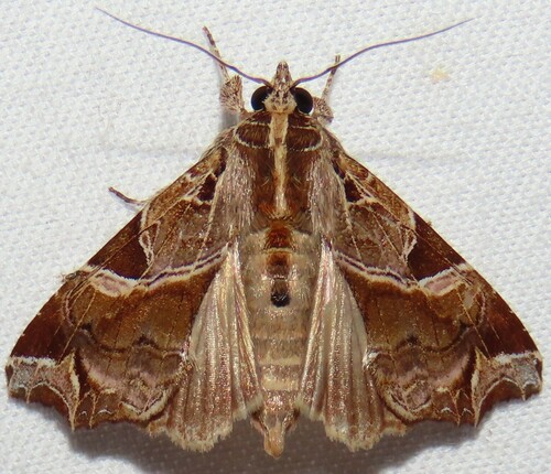Florida Fern Moth photo 5