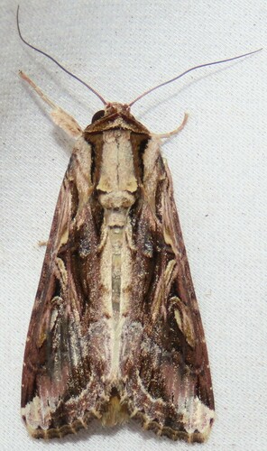 Sweet Potato Armyworm Moth photo 5