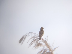 Ploceus manyar