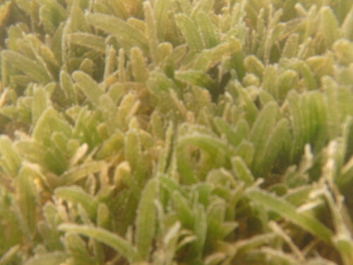 Image of Halophila stipulacea by (c) ritirene, some rights reserved (CC BY)
