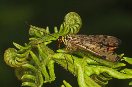 German Scorpionfly, photo 3 of 10
