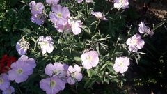 Oenothera speciosa