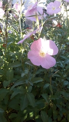 Oenothera speciosa