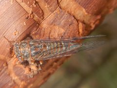 Palapsalta circumdata