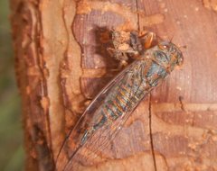 Palapsalta circumdata