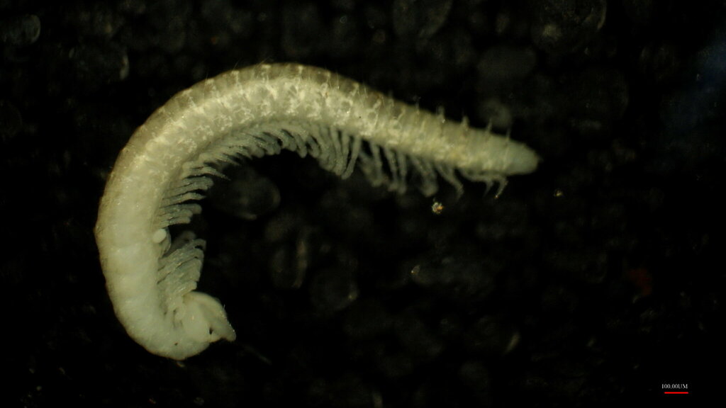 Trichopetalum dickbrucei
