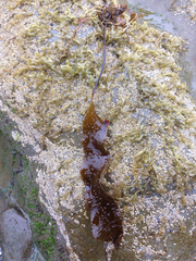 Laminaria sinclairii