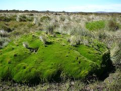 Abrotanella forsteroides