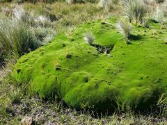 Abrotanella forsteroides