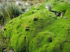 Abrotanella forsteroides