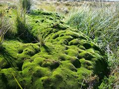 Abrotanella forsteroides