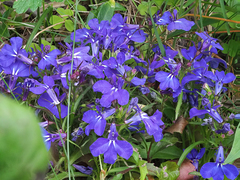 Lobelia erinus