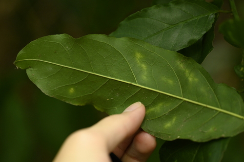 Image of Capparis micracantha by (c) 曾昱承 Yu-Cheng Zeng, some rights reserved (CC BY)