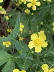 Ranunculus