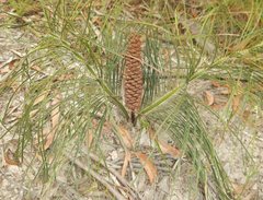 Macrozamia pauli-guilielmi