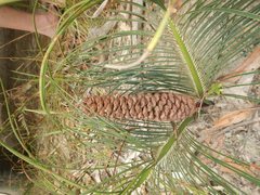 Macrozamia pauli-guilielmi