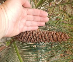 Macrozamia pauli-guilielmi