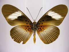 Pseudacraea eurytus eurytus