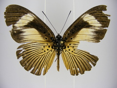 Pseudacraea eurytus eurytus