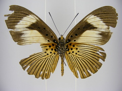 Pseudacraea eurytus eurytus