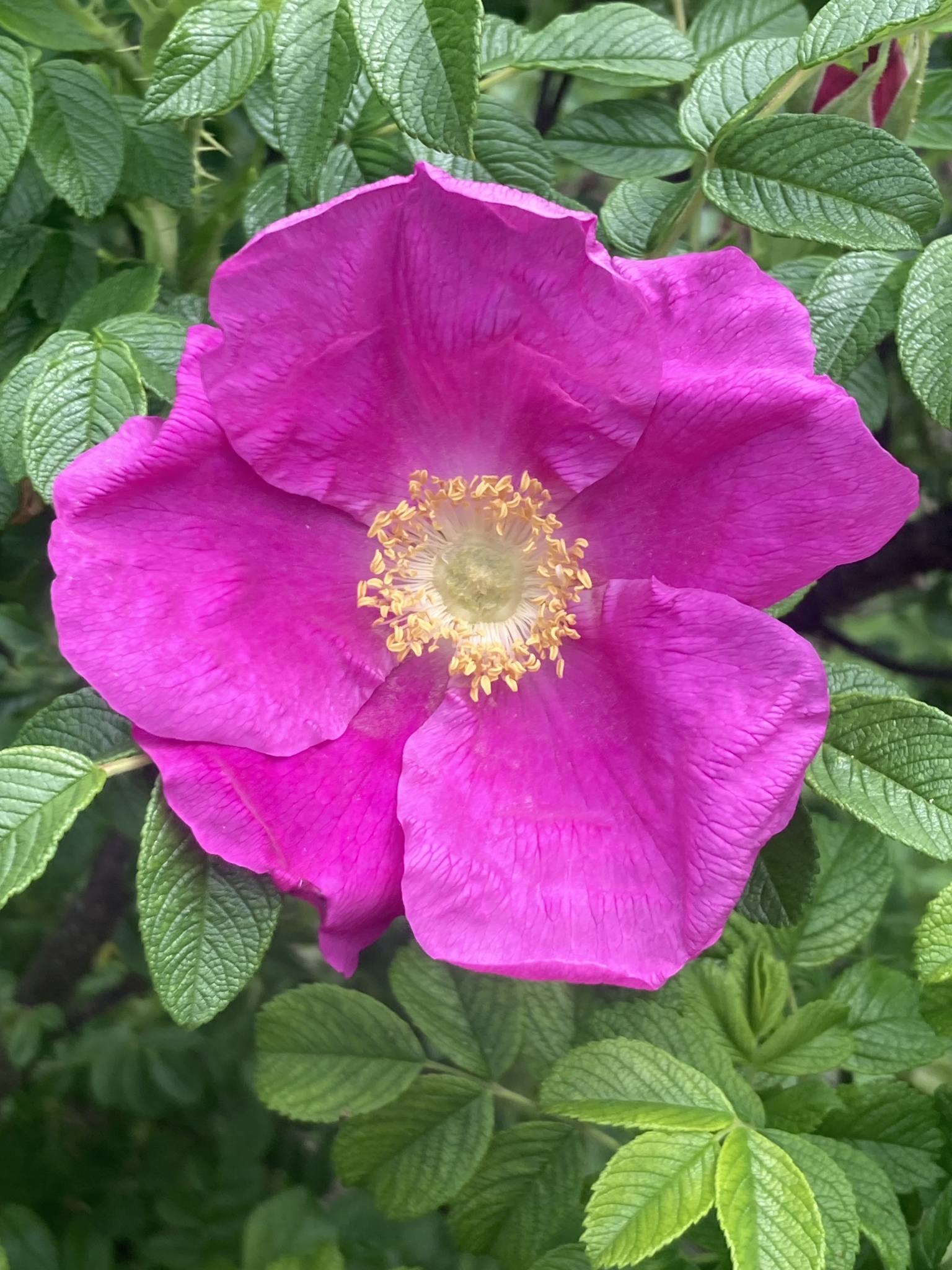 rugosa rose (Rosa rugosa) · iNaturalist