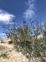 Psorothamnus arborescens
