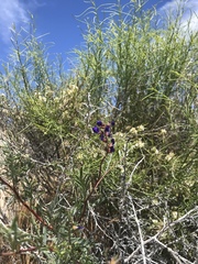 Psorothamnus arborescens