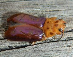 Platymela sticticollis