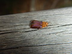 Platymela sticticollis