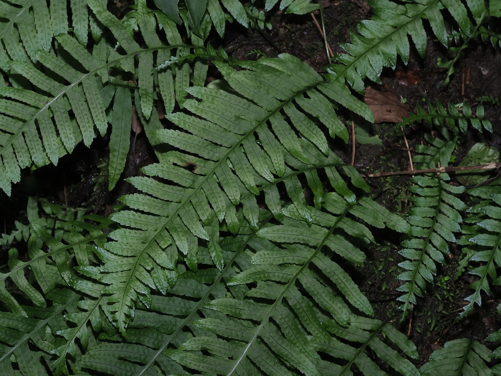 Goniophlebium fieldingianum (Goniophlebium fieldingianum)