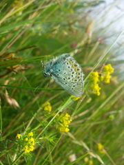Plebejus argus