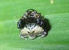 Arkys speechleyi