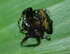 Arkys speechleyi