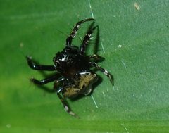 Arkys speechleyi