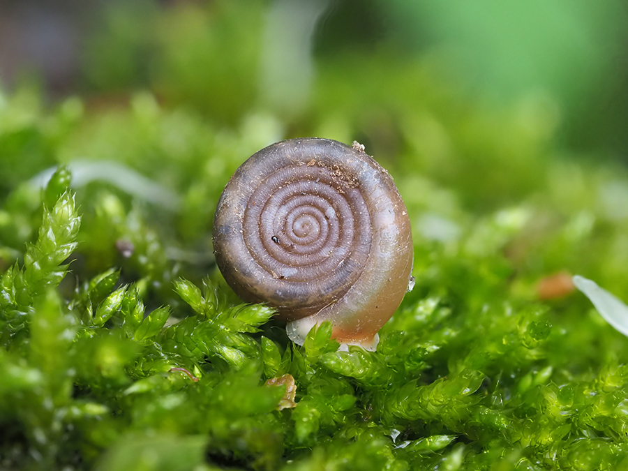 Helicodonta angigyra