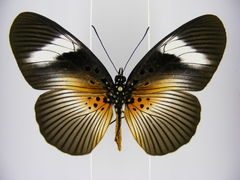 Pseudacraea eurytus eurytus