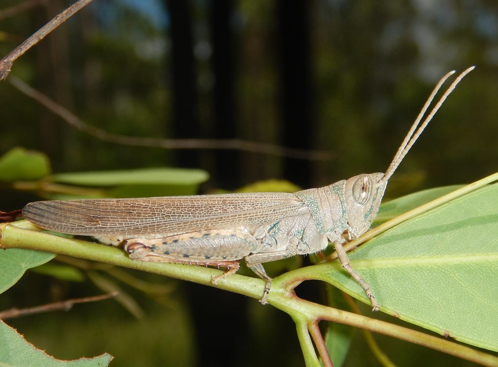 Collared Grasshopper
