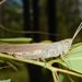 Collared Grasshopper - Photo (c) donnamareetomkinson, some rights reserved (CC BY-NC-SA), uploaded by donnamareetomkinson