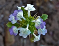 Acanthomintha ilicifolia
