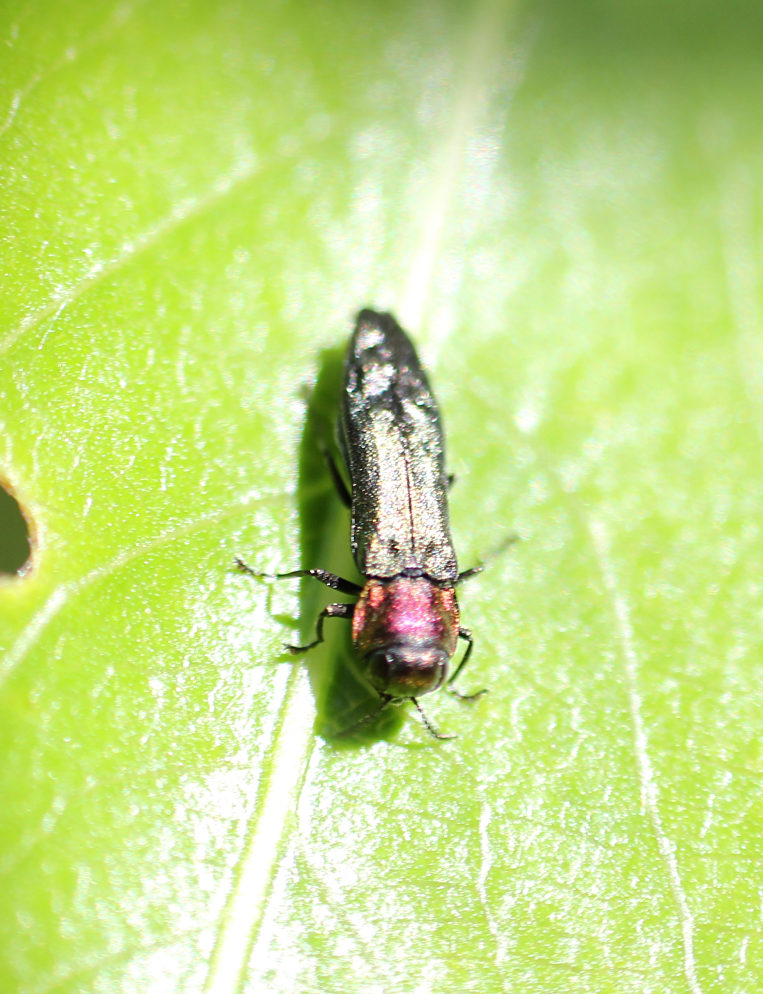 Agrilus pratensis