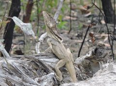 Chlamydosaurus kingii