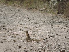 Chlamydosaurus kingii