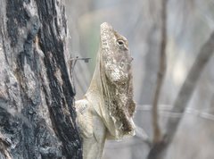 Chlamydosaurus kingii