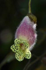 Kohleria affinis