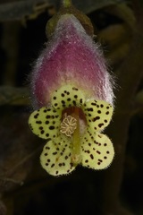 Kohleria affinis