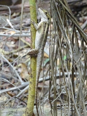 Lophognathus gilberti