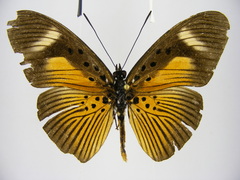 Pseudacraea eurytus eurytus